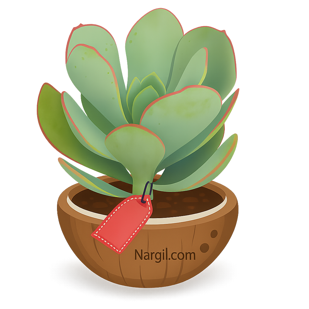 Nargil_Crassula Arborescens